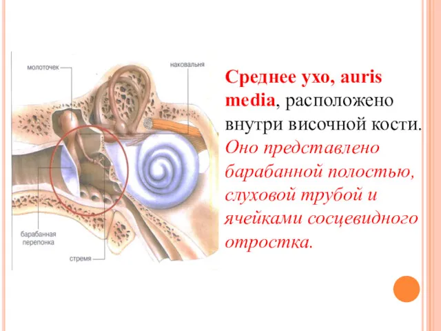 Среднее ухо, auris media, расположено внутри височной кости. Оно представлено