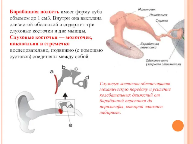 Барабанная полость имеет форму куба объемом до 1 см3. Внутри