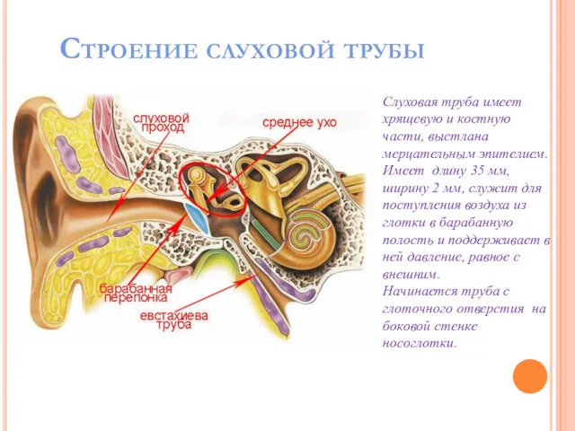 Строение слуховой трубы Слуховая труба имеет хрящевую и костную части, выстлана мерцательным эпителием.