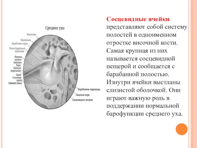 Сосцевидные ячейки представляют собой систему полостей в одноименном отростке височной кости. Самая крупная