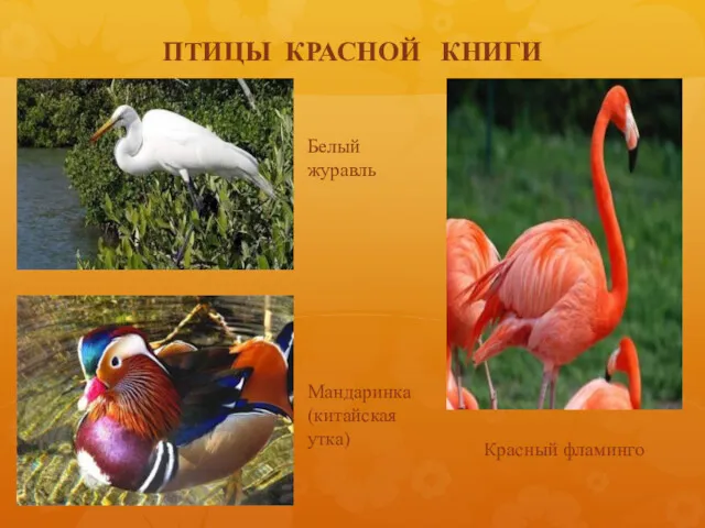 ПТИЦЫ КРАСНОЙ КНИГИ Белый журавль Мандаринка (китайская утка) Красный фламинго