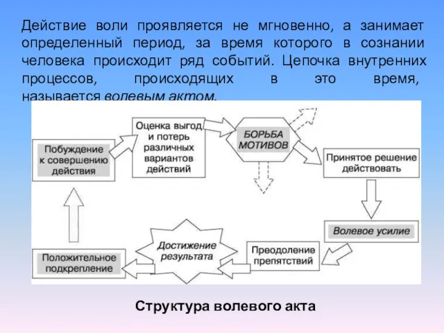 Действие воли проявляется не мгновенно, а занимает определенный период, за