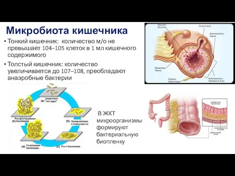 Тонкий кишечник: количество м/о не превышает 104–105 клеток в 1