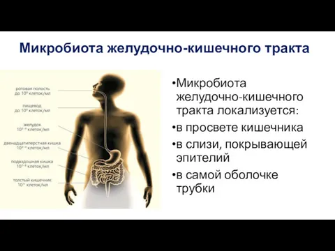 Микробиота желудочно-кишечного тракта Микробиота желудочно-кишечного тракта локализуется: в просвете кишечника в слизи, покрывающей