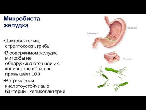 Микробиота желудка Лактобактерии, стрептококки, грибы В содержимом желудка микробы не