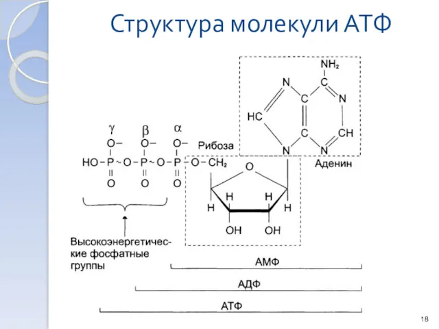 Структура молекули АТФ