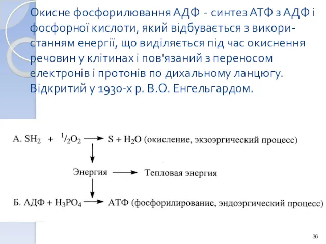 Окисне фосфорилювання АДФ - синтез АТФ з АДФ і фосфорної кислоти, який відбувається