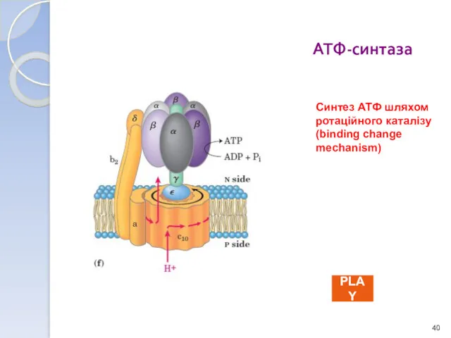 АТФ-синтаза Синтез АТФ шляхом ротаційного каталізу (binding change mechanism) PLAY