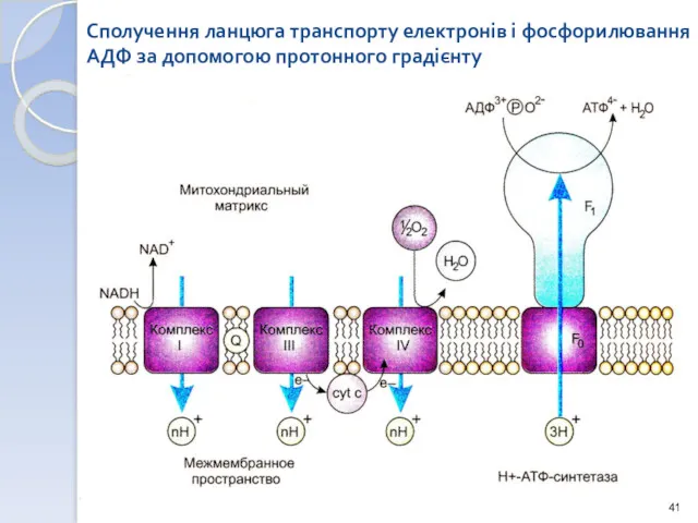 Сполучення ланцюга транспорту електронів і фосфорилювання АДФ за допомогою протонного градієнту