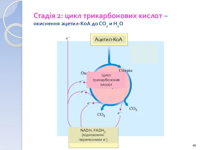 Стадія 2: цикл трикарбонових кислот – окиснення ацетил-КоА до СО2 и Н2О Ацетил-КоА