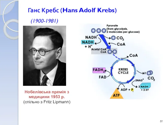 Ганс Кребс (Hans Adolf Krebs) (1900-1981) Нобелівська премія з медицини 1953 р. (спільно з Fritz Lipmann)