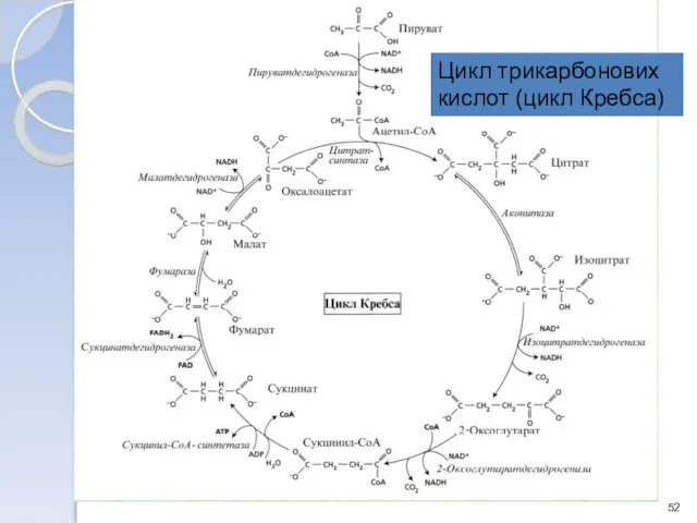 Цикл трикарбонових кислот (цикл Кребса)