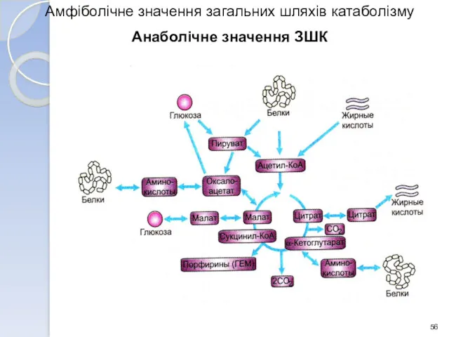 Амфіболічне значення загальних шляхів катаболізму Анаболічне значення ЗШК