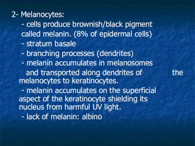 2- Melanocytes: - cells produce brownish/black pigment called melanin. (8% of epidermal cells)