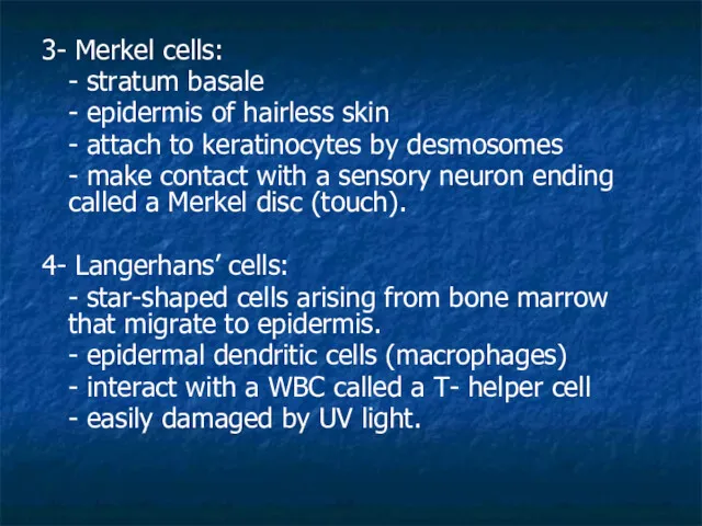 3- Merkel cells: - stratum basale - epidermis of hairless skin - attach