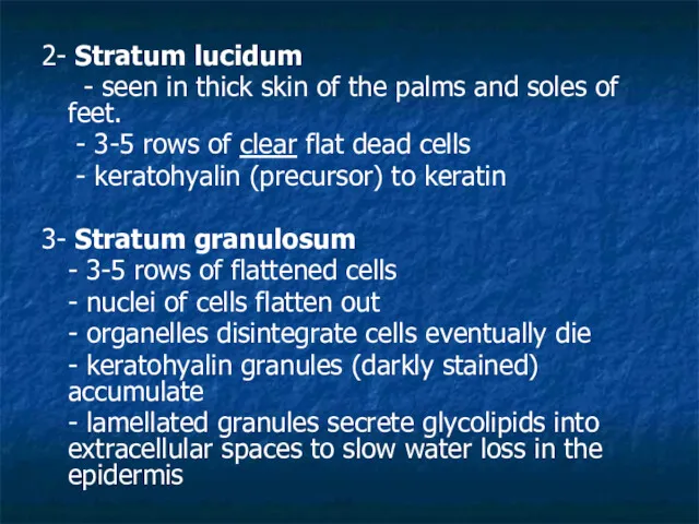 2- Stratum lucidum - seen in thick skin of the