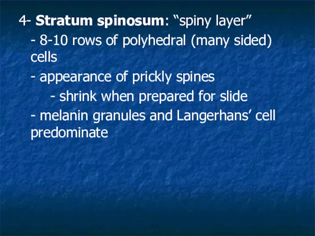 4- Stratum spinosum: “spiny layer” - 8-10 rows of polyhedral