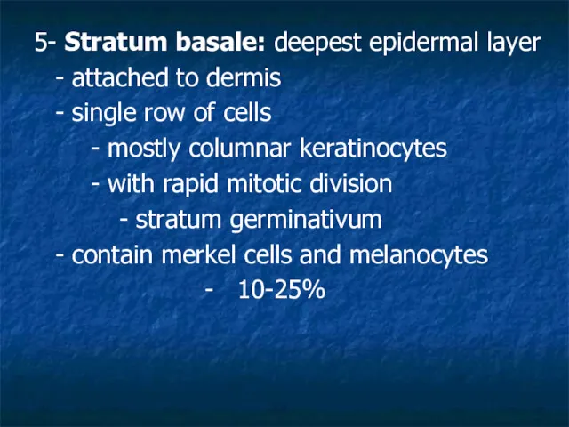 5- Stratum basale: deepest epidermal layer - attached to dermis - single row