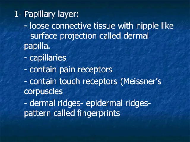 1- Papillary layer: - loose connective tissue with nipple like surface projection called