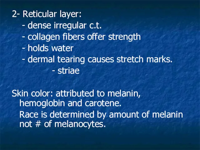 2- Reticular layer: - dense irregular c.t. - collagen fibers offer strength -