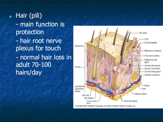 Hair (pili) - main function is protection - hair root nerve plexus for