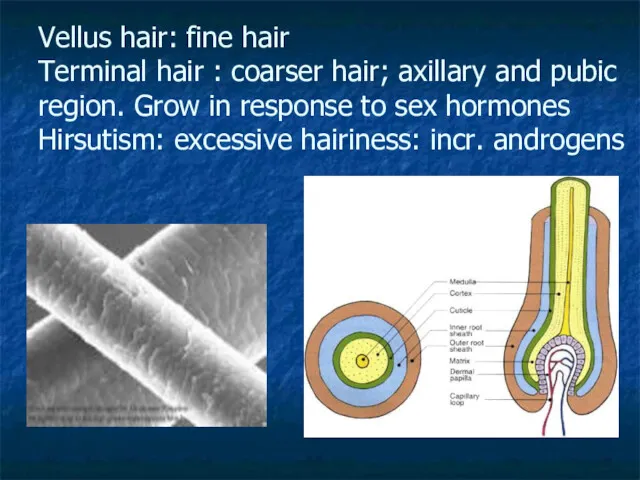 Vellus hair: fine hair Terminal hair : coarser hair; axillary and pubic region.