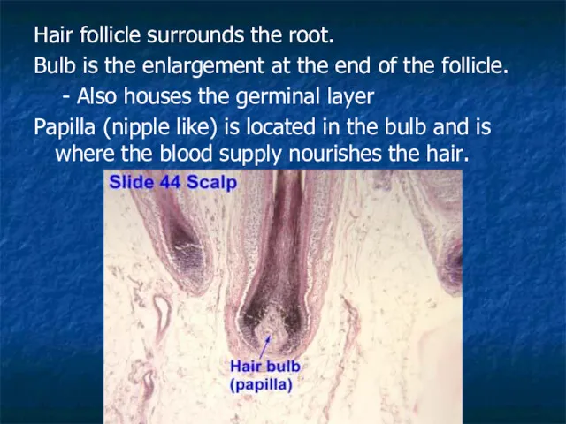 Hair follicle surrounds the root. Bulb is the enlargement at the end of