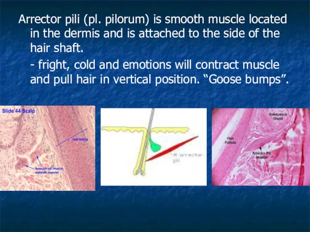 Arrector pili (pl. pilorum) is smooth muscle located in the