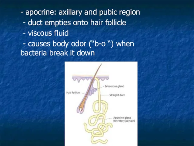 - apocrine: axillary and pubic region - duct empties onto hair follicle -