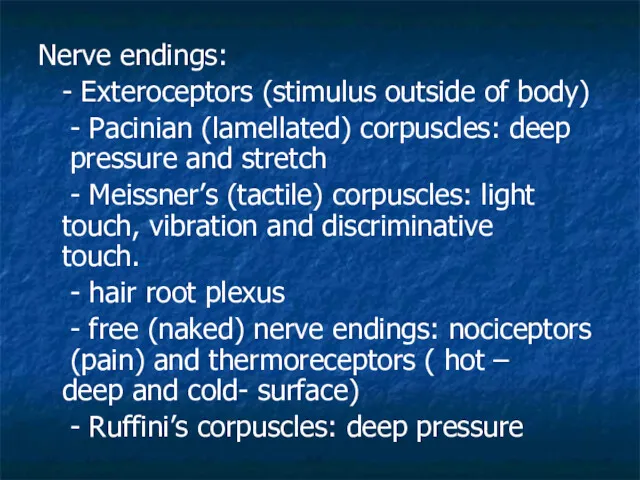 Nerve endings: - Exteroceptors (stimulus outside of body) - Pacinian (lamellated) corpuscles: deep