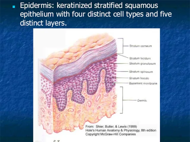 Epidermis: keratinized stratified squamous epithelium with four distinct cell types and five distinct layers.