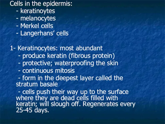 Cells in the epidermis: - keratinoytes - melanocytes - Merkel cells - Langerhans’