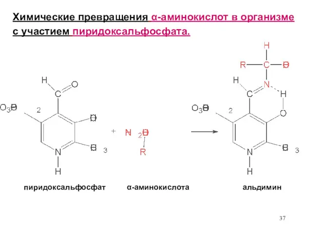 Химические превращения α-аминокислот в организме с участием пиридоксальфосфата. пиридоксальфосфат α-аминокислота альдимин