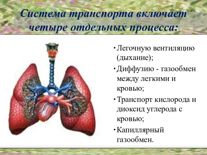 Система транспорта включает четыре отдельных процесса: Легочную вентиляцию (дыхание); Диффузию - газообмен между