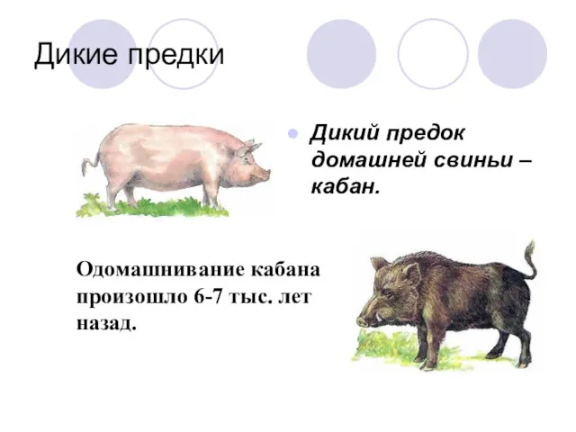 Дикие предки Дикий предок домашней свиньи – кабан. Одомашнивание кабана произошло 6-7 тыс. лет назад.