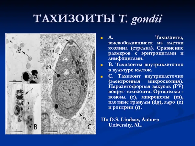 ТАХИЗОИТЫ T. gondii A. Тахизоиты, высвободившиеся из клетки хозяина (стрелка). Сравнение размеров с