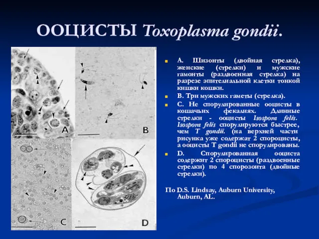 ООЦИСТЫ Toxoplasma gondii. A. Шизонты (двойная стрелка), женские (стрелки) и