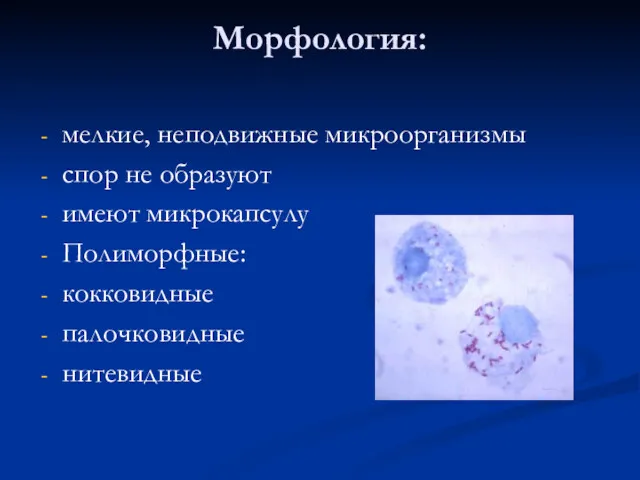 Морфология: мелкие, неподвижные микроорганизмы спор не образуют имеют микрокапсулу Полиморфные: кокковидные палочковидные нитевидные