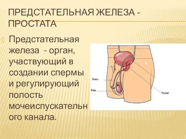 ПРЕДСТАТЕЛЬНАЯ ЖЕЛЕЗА - ПРОСТАТА Предстательная железа - орган, участвующий в