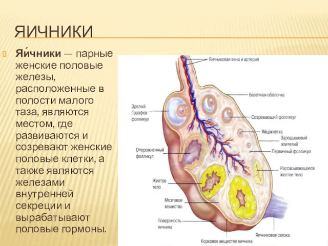 ЯИЧНИКИ Яи́чники — парные женские половые железы, расположенные в полости