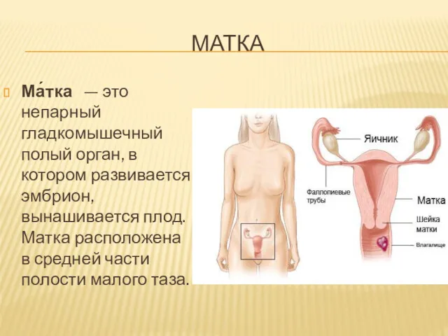 МАТКА Ма́тка — это непарный гладкомышечный полый орган, в котором