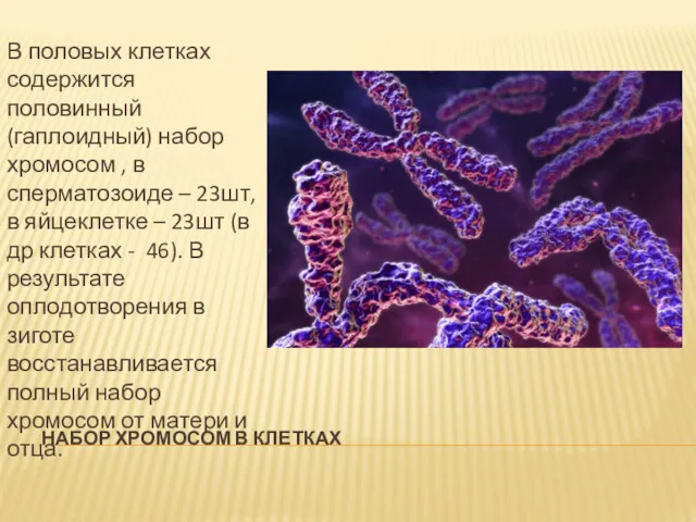 НАБОР ХРОМОСОМ В КЛЕТКАХ В половых клетках содержится половинный (гаплоидный)