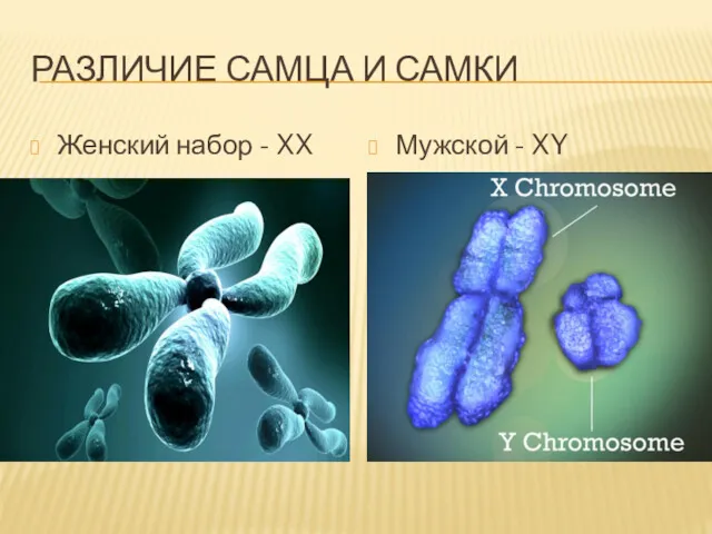 РАЗЛИЧИЕ САМЦА И САМКИ Женский набор - XX Мужской - XY