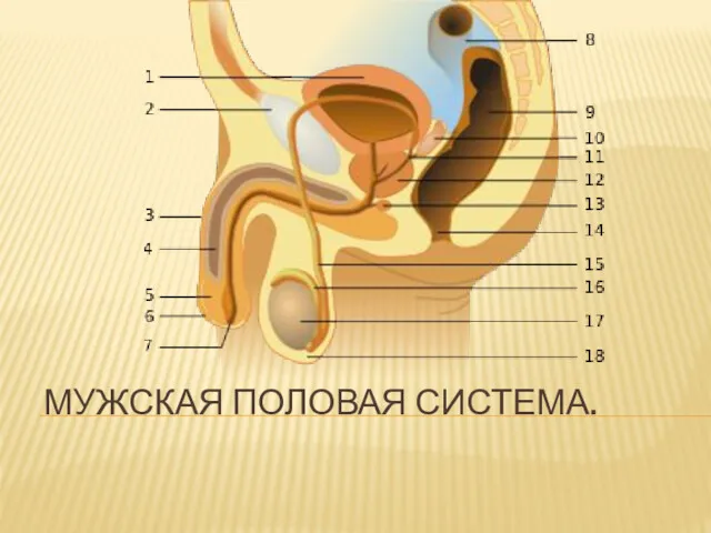 МУЖСКАЯ ПОЛОВАЯ СИСТЕМА.