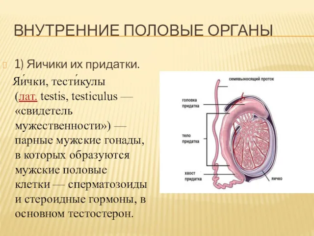 ВНУТРЕННИЕ ПОЛОВЫЕ ОРГАНЫ 1) Яичики их придатки. Яи́чки, тести́кулы (лат.