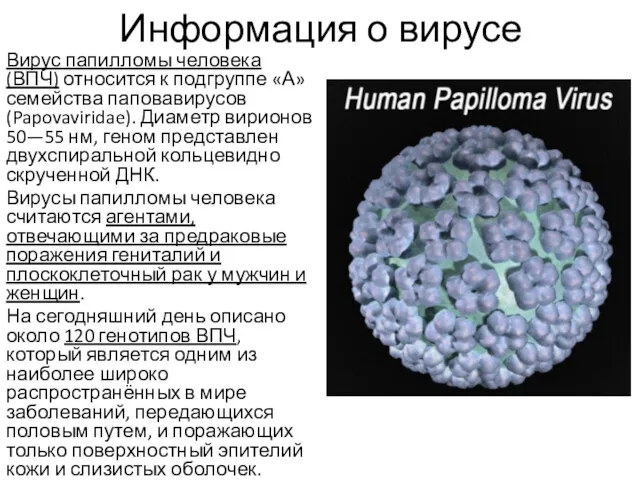 Информация о вирусе Вирус папилломы человека (ВПЧ) относится к подгруппе