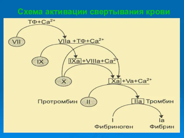 Схема активации свертывания крови