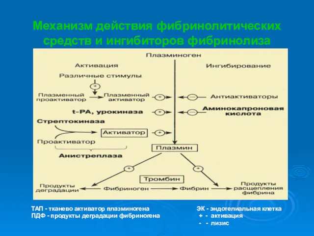 Механизм действия фибринолитических средств и ингибиторов фибринолиза ТАП - тканево