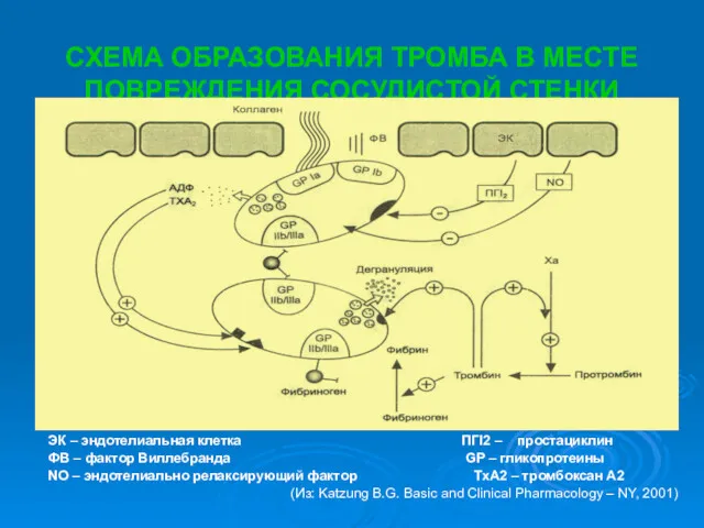 СХЕМА ОБРАЗОВАНИЯ ТРОМБА В МЕСТЕ ПОВРЕЖДЕНИЯ СОСУДИСТОЙ СТЕНКИ ЭК –