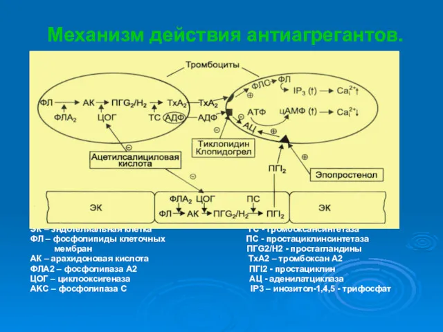 Механизм действия антиагрегантов. ЭК – эндотелиальная клетка ТС - тромбоксансинтетаза